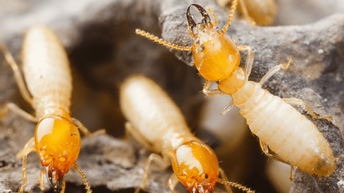 What are Formosan Termites? - Toro Pest Management