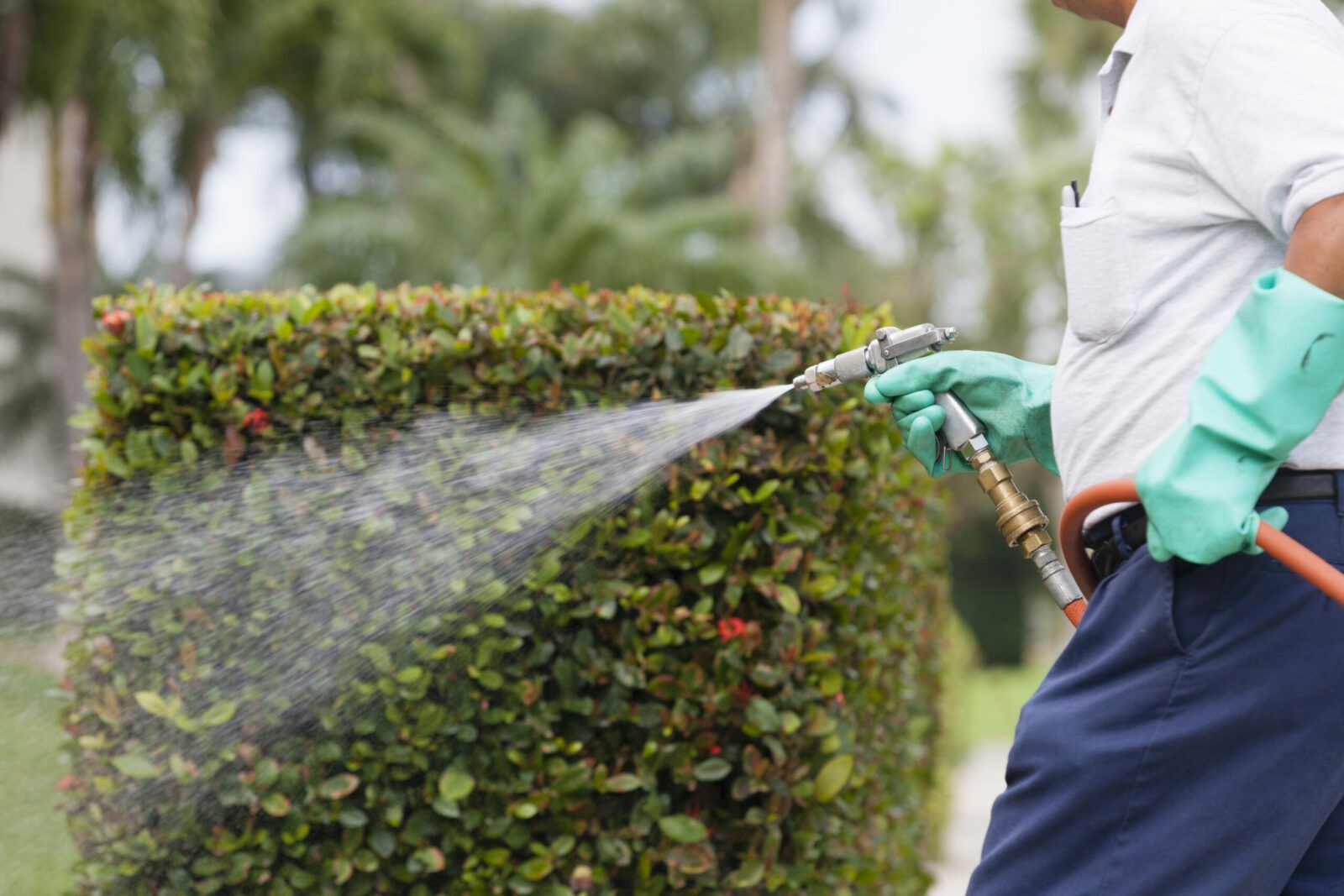 how much does it cost to have pest control spray your house